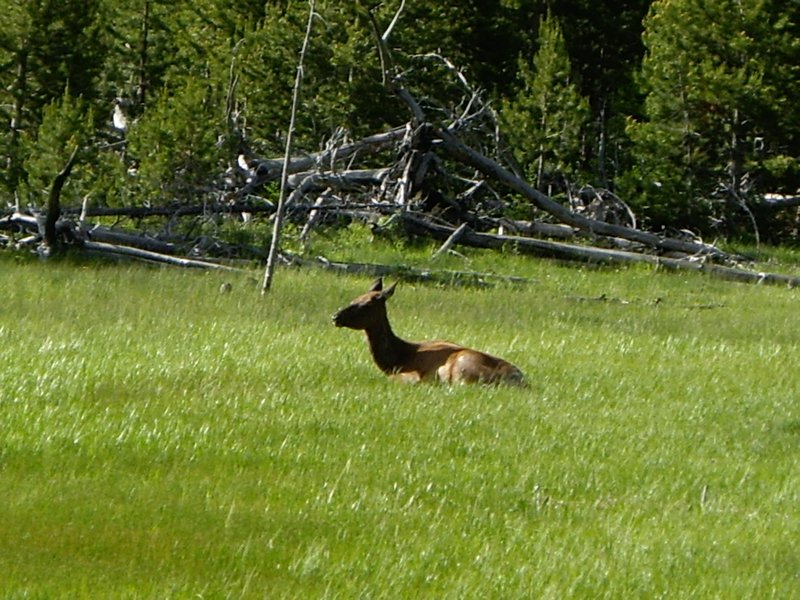 Mule Deer or Moose
