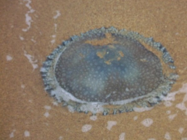jelly fish (?) on beach