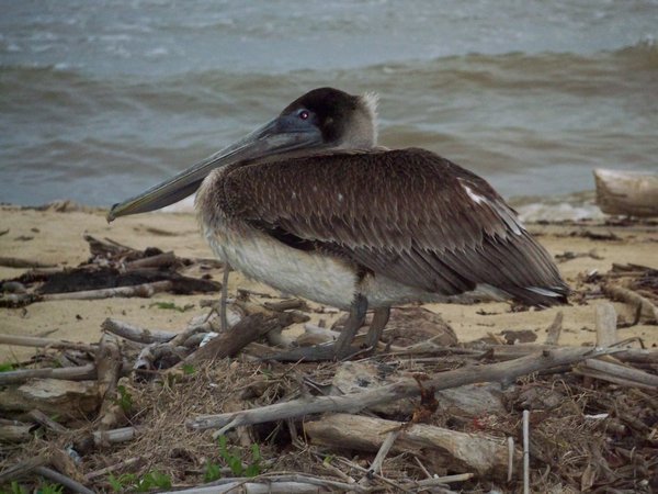 pelican nesting