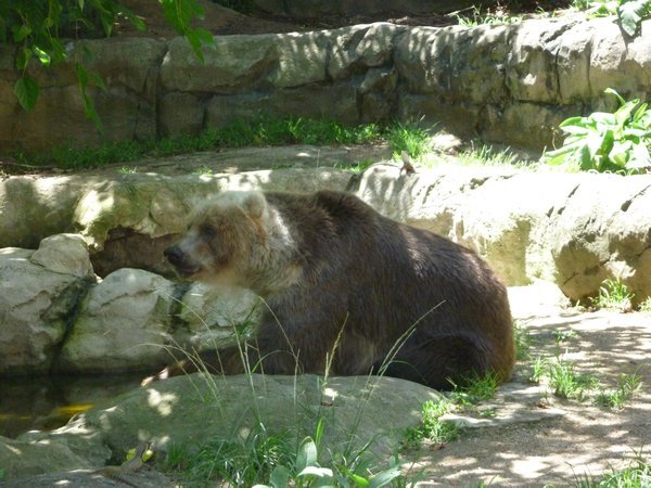 Big grizzley bear