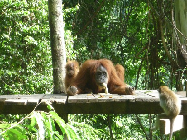 orangutan 4