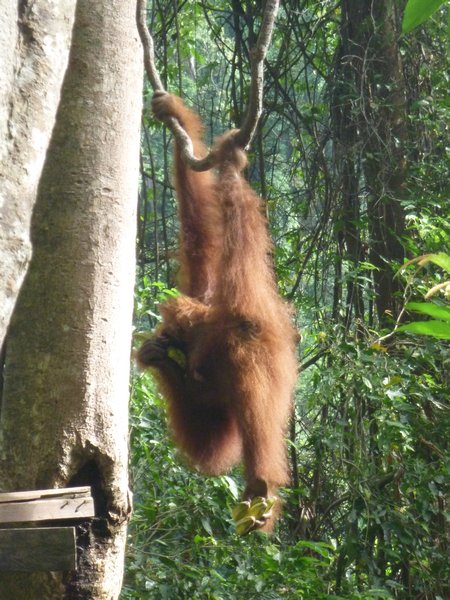 orangutan 3