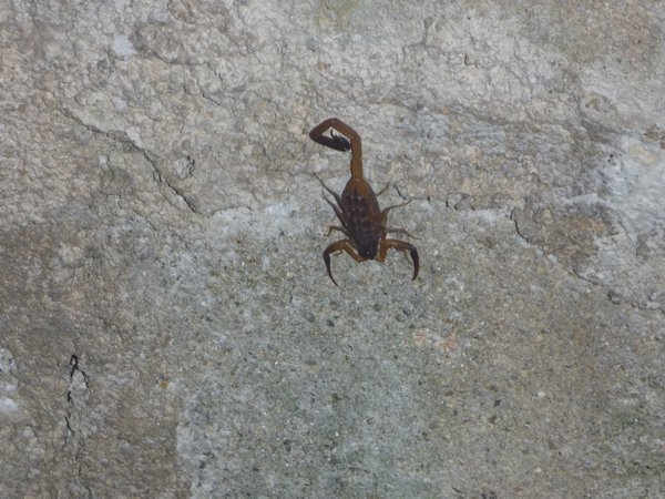 scorpion in our bathroom!