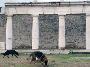 pompei dogs