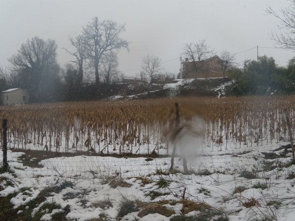Countryside in Winter