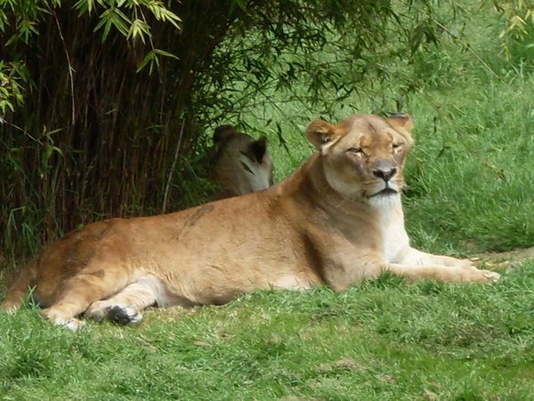 Lioness at Auckland Zoo