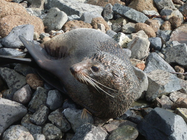 Seal near Pilot's Beach