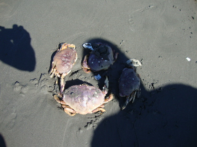 killer crabs