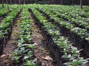 Coffee Plants