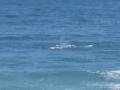 Souther Right Whale