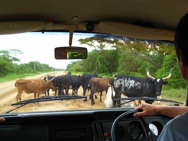 cows on the road to Swaziland