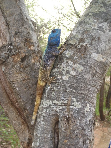 Tree agama