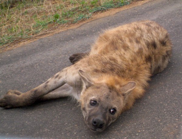 tired hyena