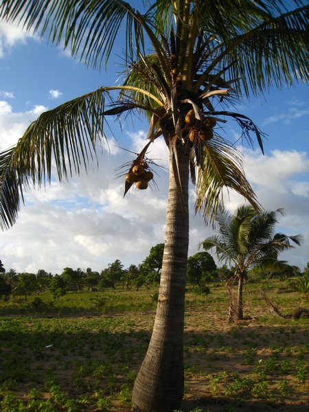 coconuts galore