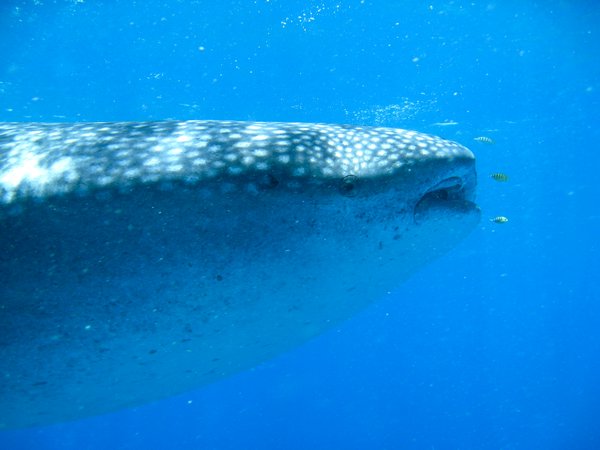 whaleshark