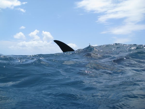 tailfin of a whaleshark