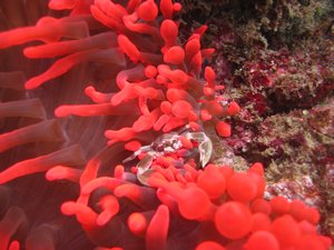 porcelain crab in red anemone