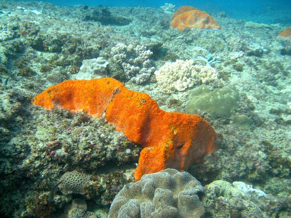 clownfish reef