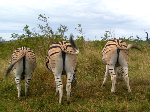 zebra buts