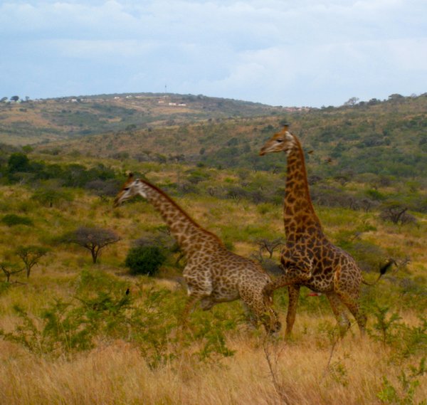 horny giraffes