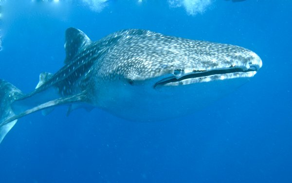 another whaleshark