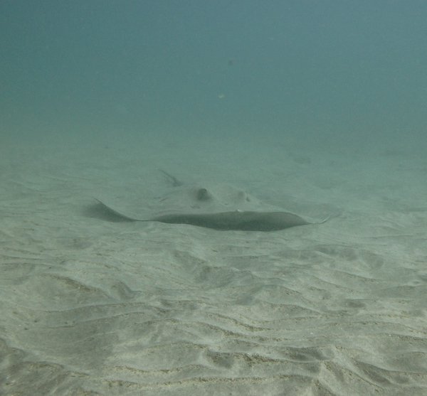 cowtail ray