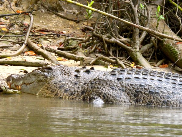 fat albert, biggest croc around