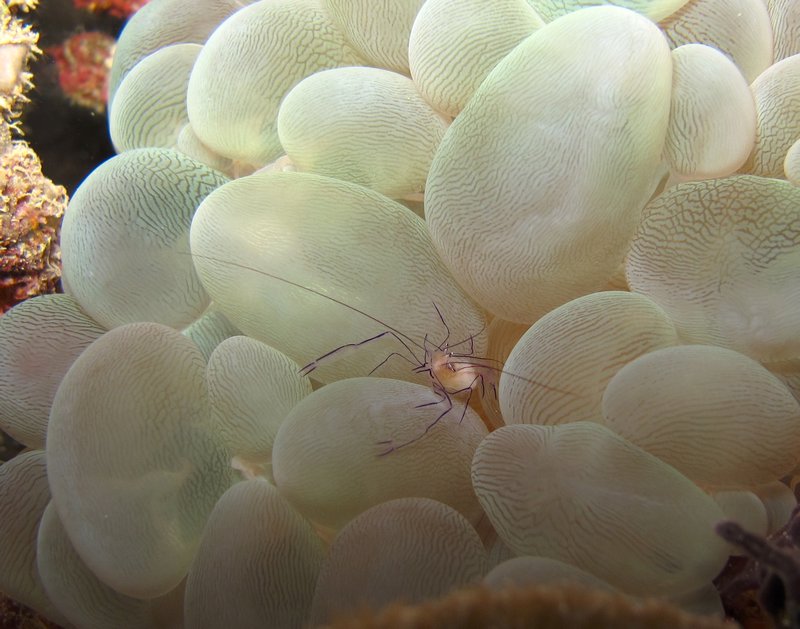 bubble coral shrimp