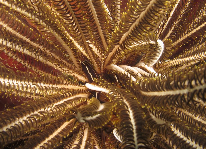 feather star cling fish