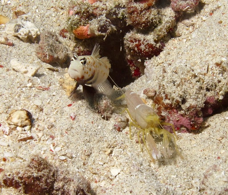 goby with shrimp