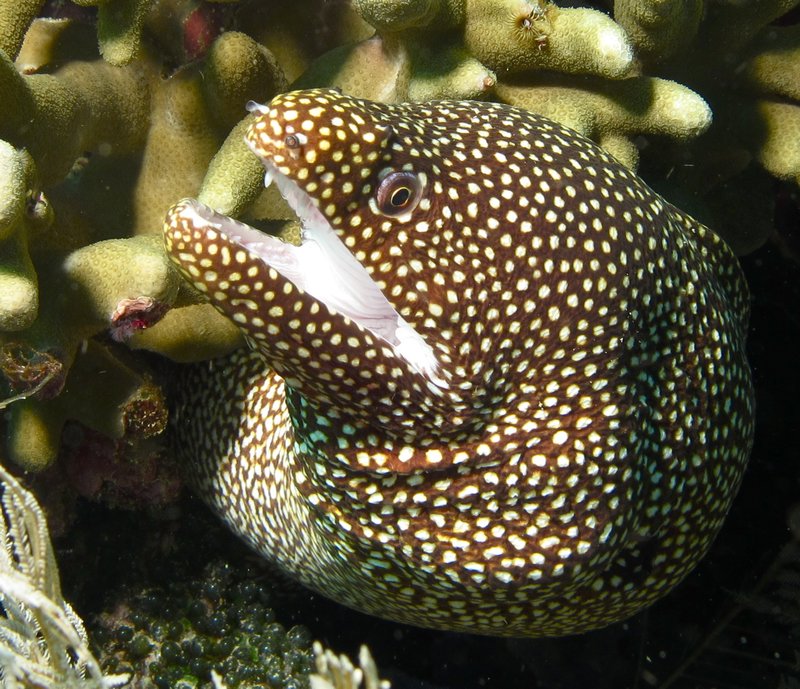 white mouth moray eel