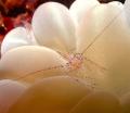 bubble coral shrimp