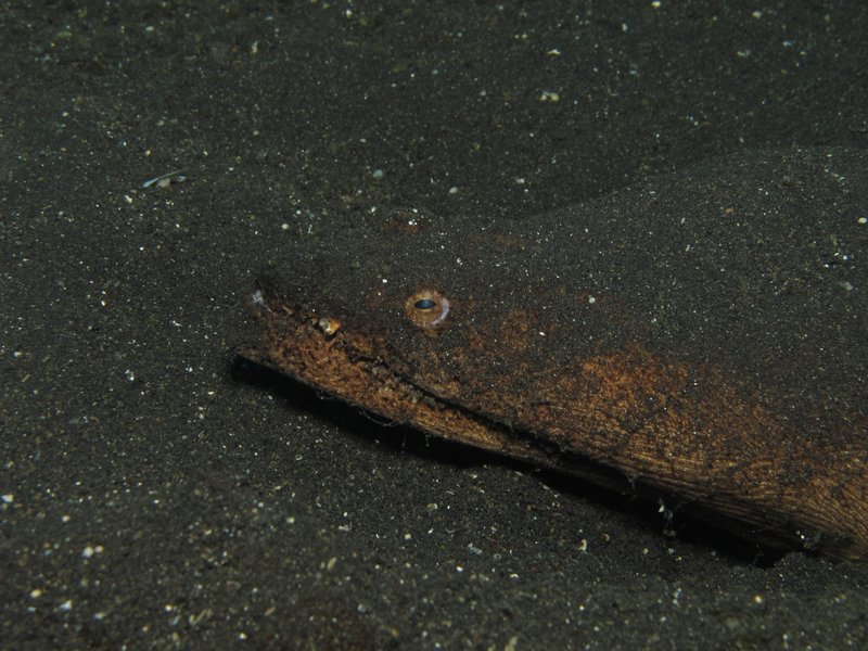 stargazer snake eel