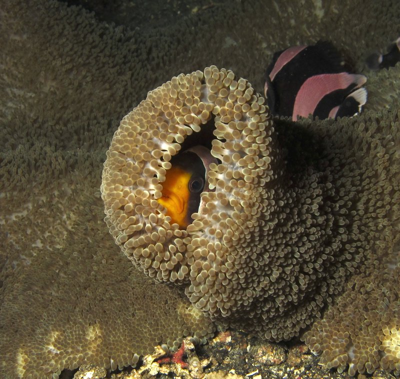 sleeping anemone fish