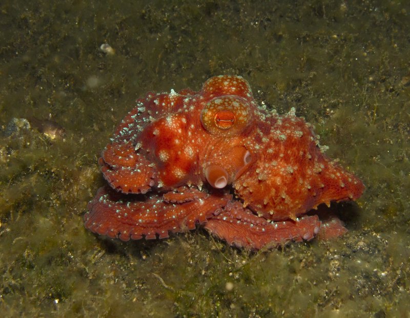 starry night octopus
