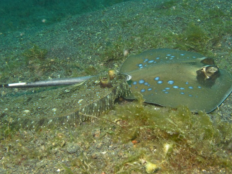 flounder and stingray