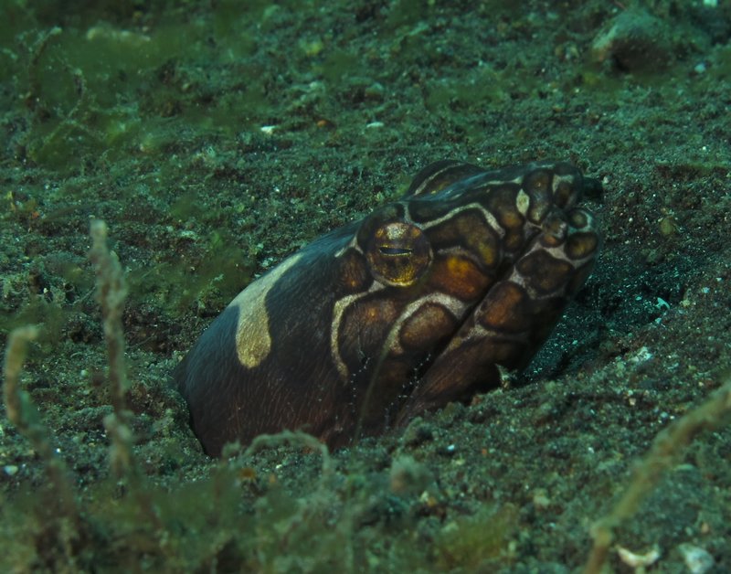 Napoleon snake eel