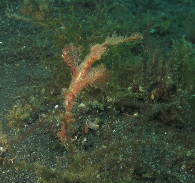 Hairy ghost pipefish