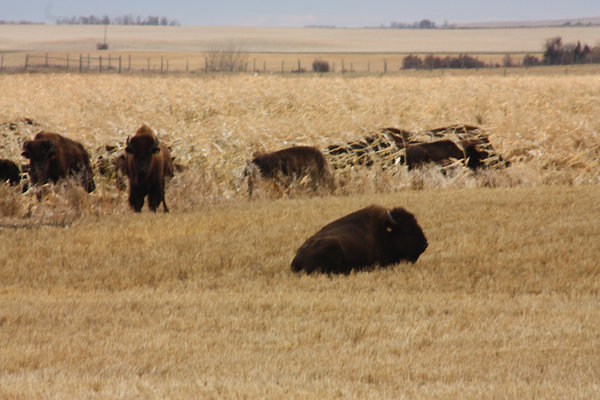 Bison in Sask