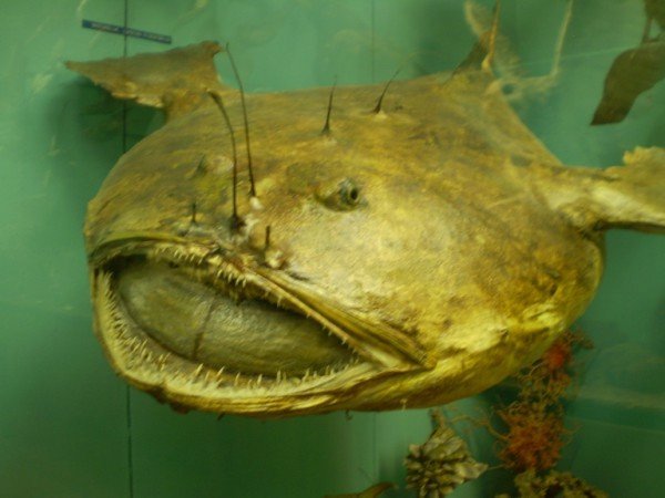 ugly fish picture