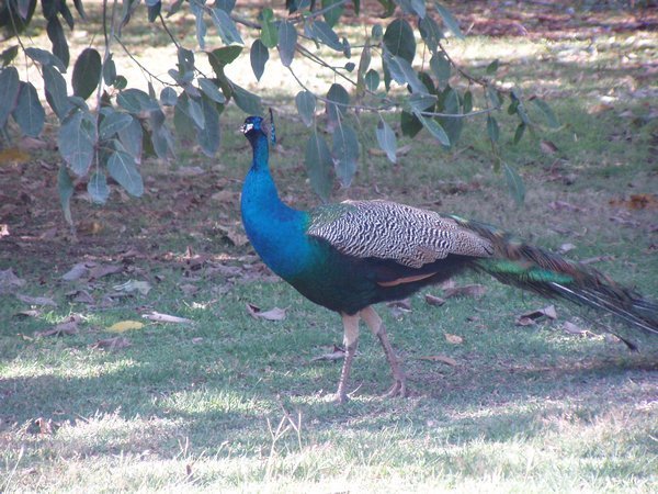 Peacock, Territory Manor