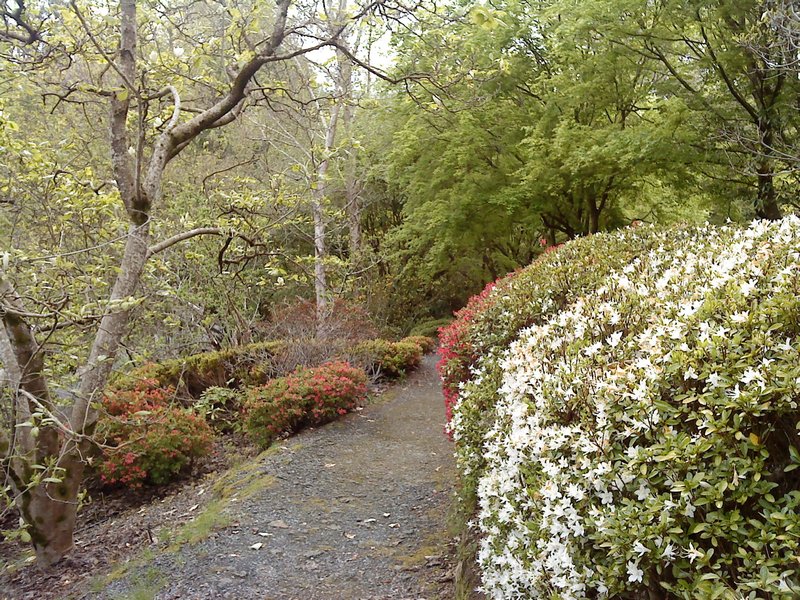 Azalea walk, Adelaide Hills Botanic Gardens