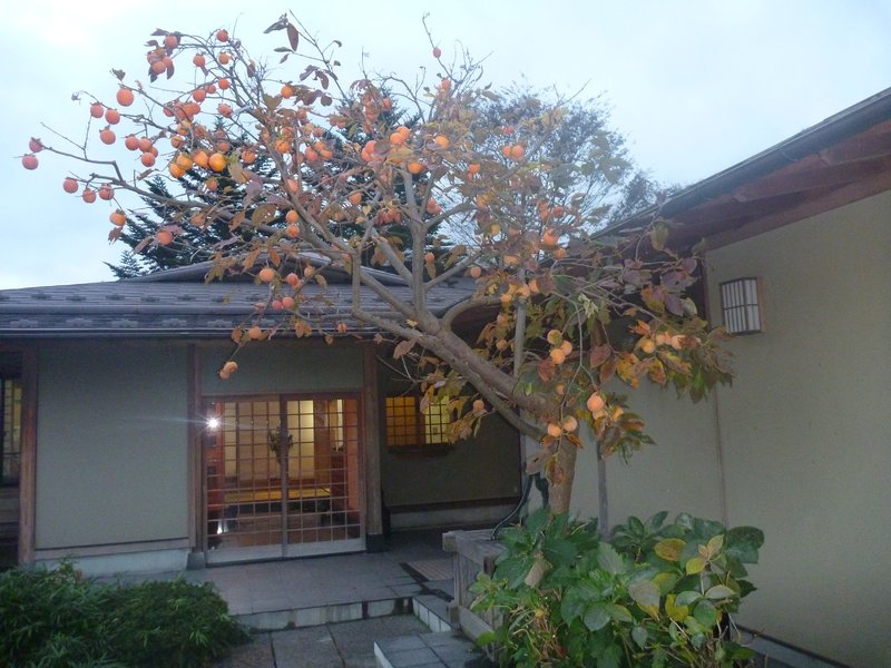 Persimmon tree at the Onsenji