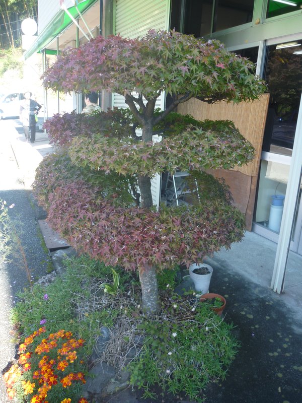 Japanese bonsai at its best