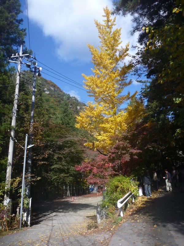 Autumn foliage at Shosenkyo