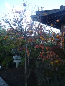 Autumn in the onsenji garden