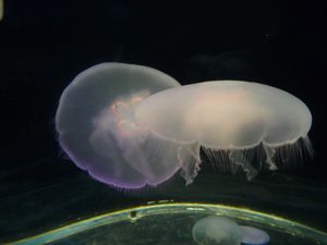 More jellyfish