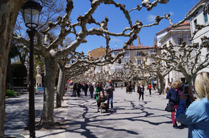 Burgos - the branches of these trees are grafted into the next tree!
