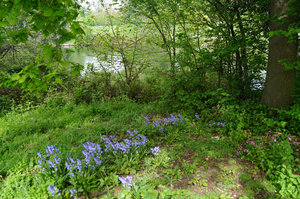 Hyde Park bluebells