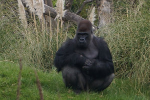 Male Silverback at the zoo